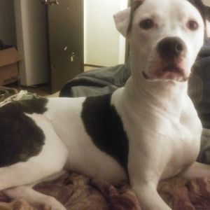 Meet your Posher, Drake